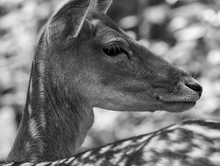 Wild- und Freizeitpark Allensbach